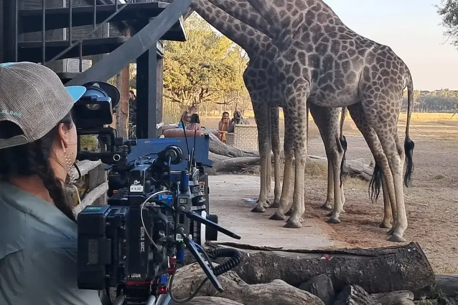 Filming giraffe at the waterhole