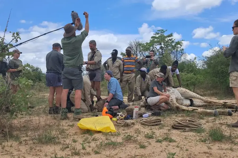 Filming a veterinary capture