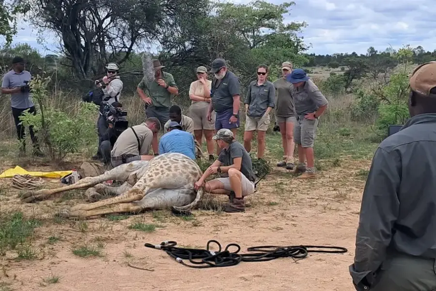 The crew around a sedated giraffe
