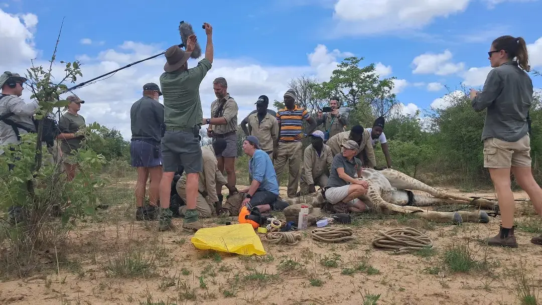 A crew filming a veterinary team at work in the bush