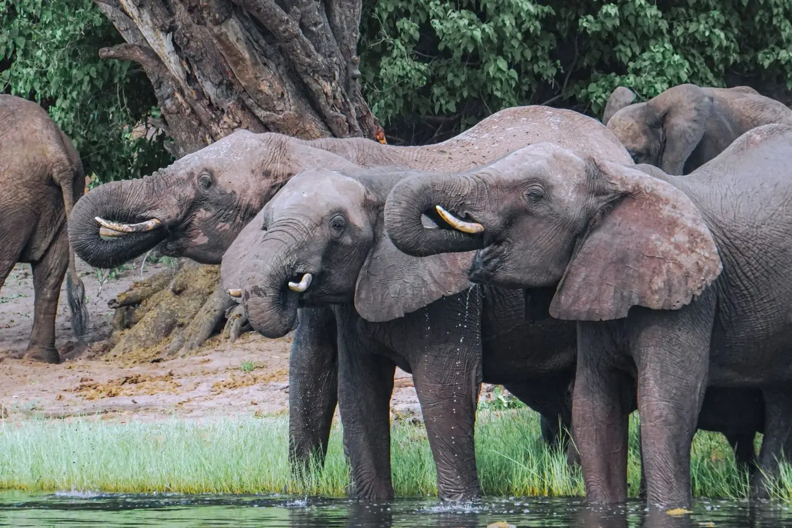 A herd of elephants drinking at the water’s edge in Botswana