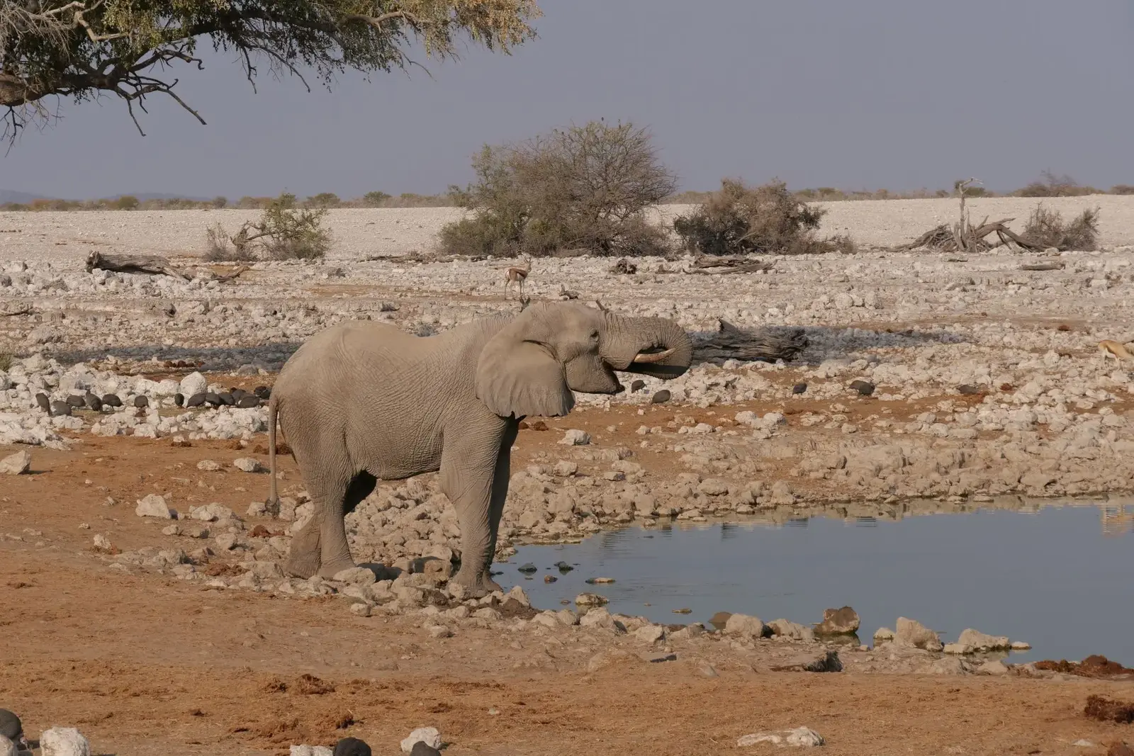 An elephant drinking at a waterhole in Etosha National Park