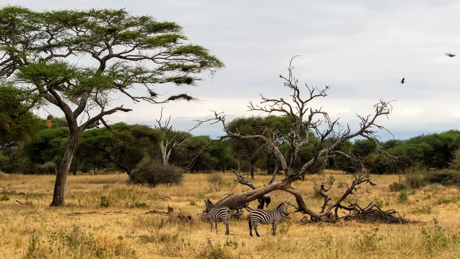 Zebras under acacia trees in the Serengeti