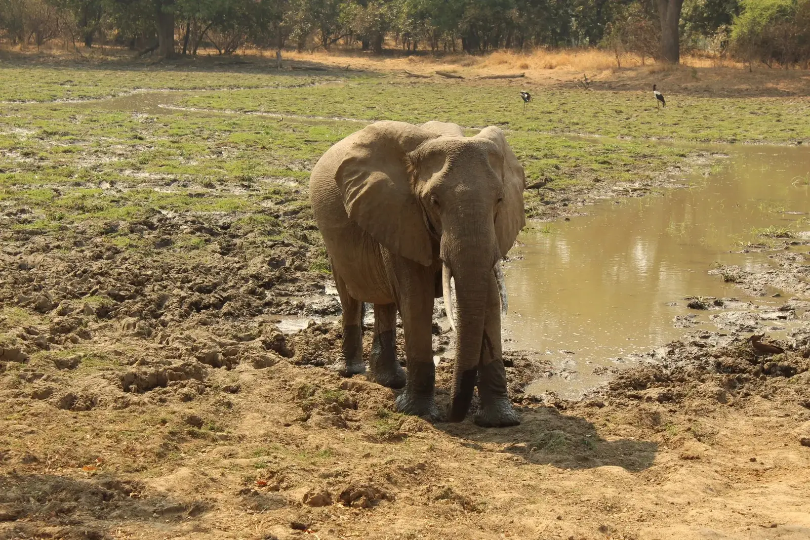 An elephant beside a waterhole in South Luangwa National Park